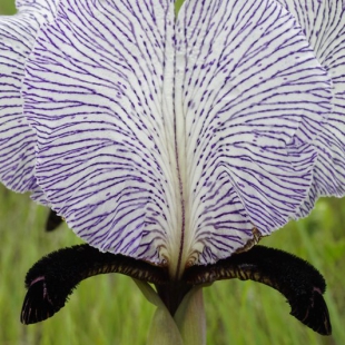 Iris paradoxa